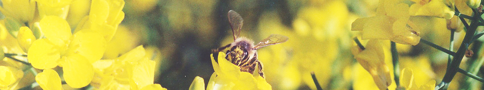 Biene auf gelber Blüte  ©DLR